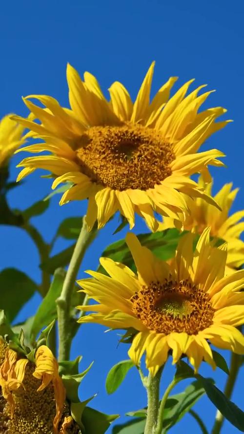 向日葵视频污免费下载app在线看：超清流畅播放