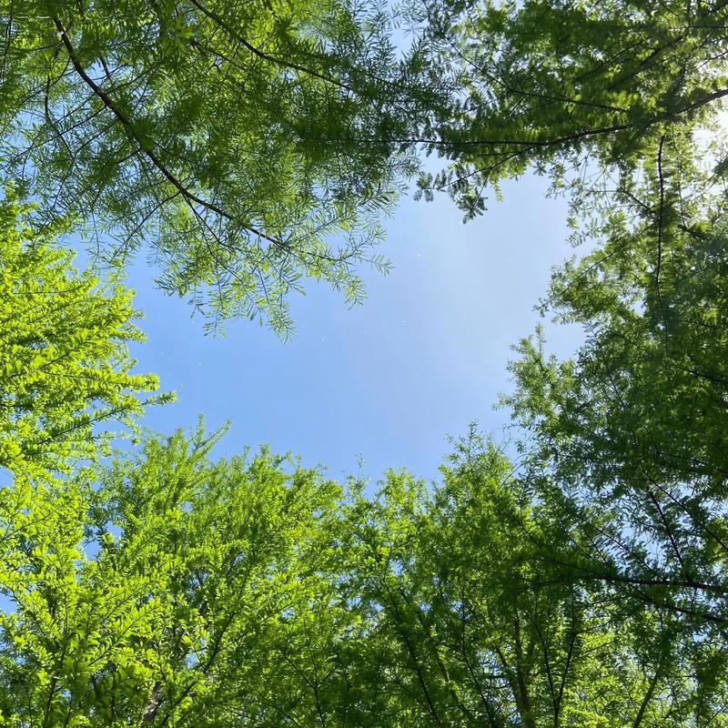 阳光下的真实版本大全:安卓IOS全版本推荐