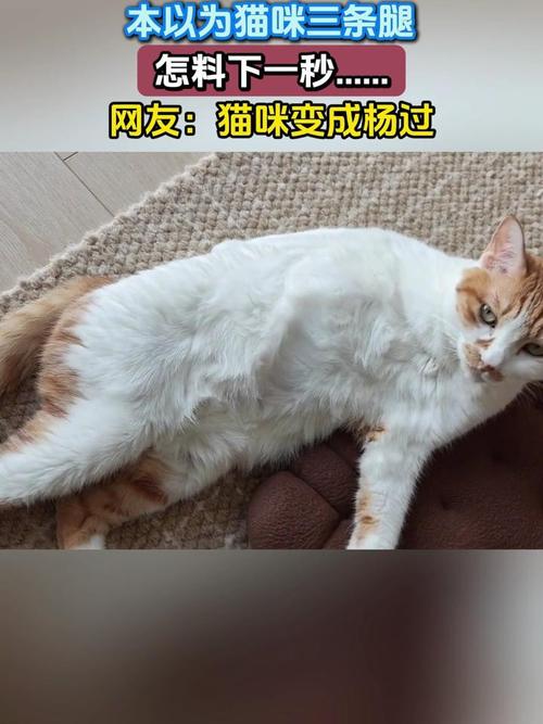 当你的猫咪化身杨过：体验不一样的冒险之旅