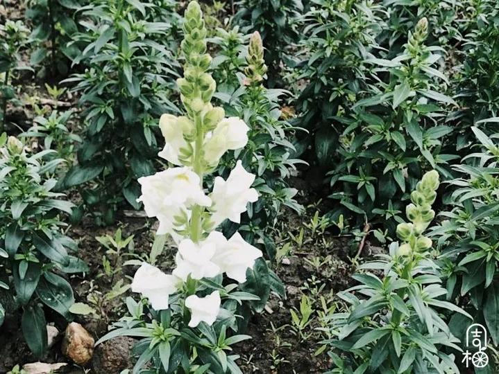 桃花视频免费观看直播下载，最新版安装教程！