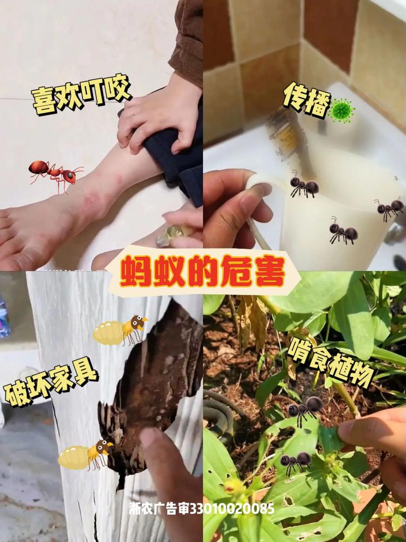 常吃苏打饼干蚂蚁怎么办？教你几招轻松解决！