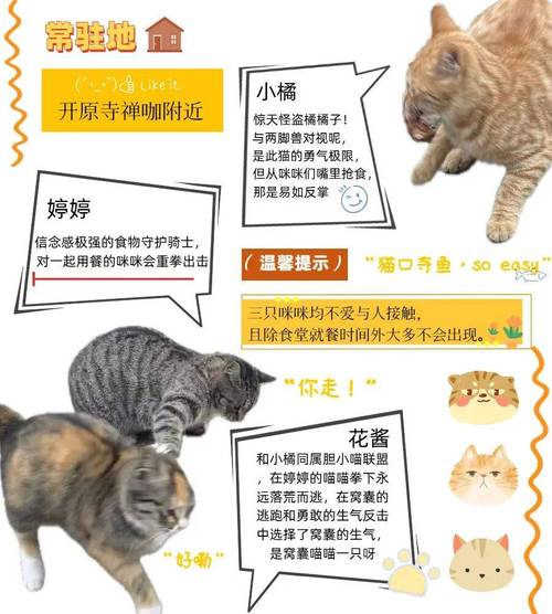猫研社版本大全:你想了解的各版本都在这!