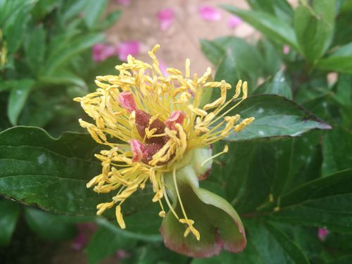 优艳之花如何下载?官方下载链接及安装指南!