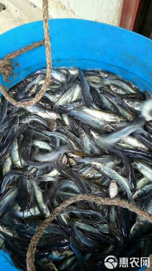 斑点魔尾鱼多少钱一条？稀有鱼种价格惊人！