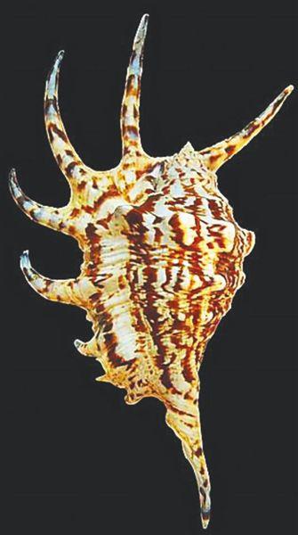 神奇海螺试验场攻略,内行玩家分享实用技巧!