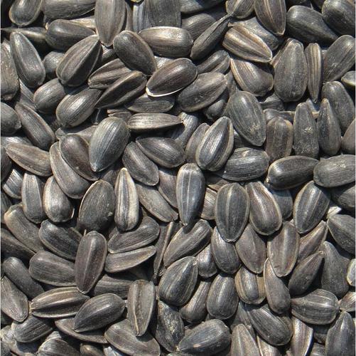 葵花籽是向日葵的啥？看完你就明白啦！