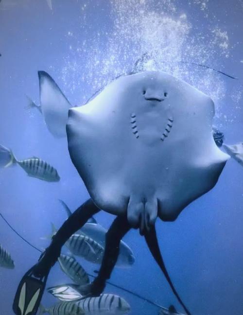 想了解暗水鳐鱼？这篇文章让你一次看个明白！