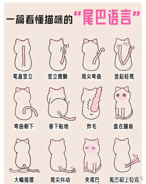 喵特是什么?新手看这篇就够了,快速入门指南!