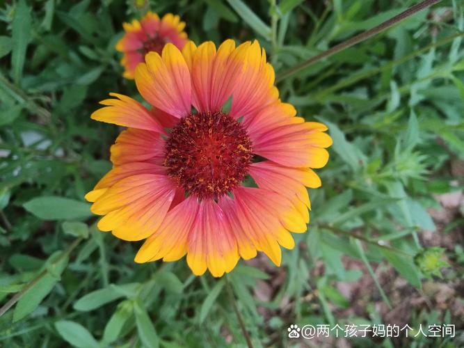 想下载优艳之花？注意这些下载地址的安全性问题