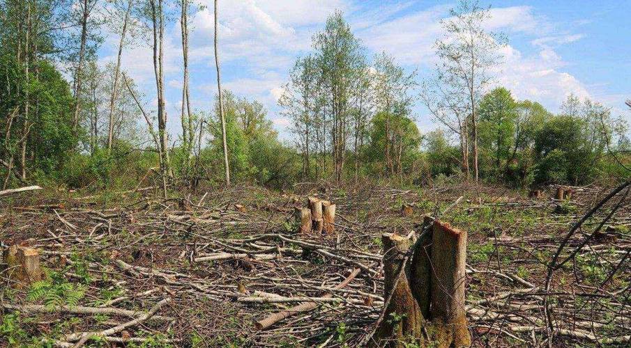 地底之王来了！它将带来怎样的灾难？