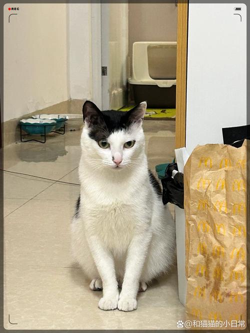 猫猫保龄球：全新玩法，挑战你的反应速度！