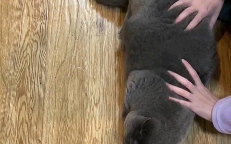 猫猫保龄球：全新玩法，挑战你的反应速度！