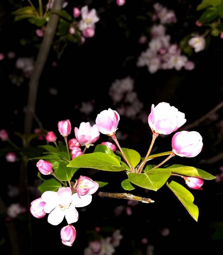 如何下载夜幕之花?最全下载途径推荐指南