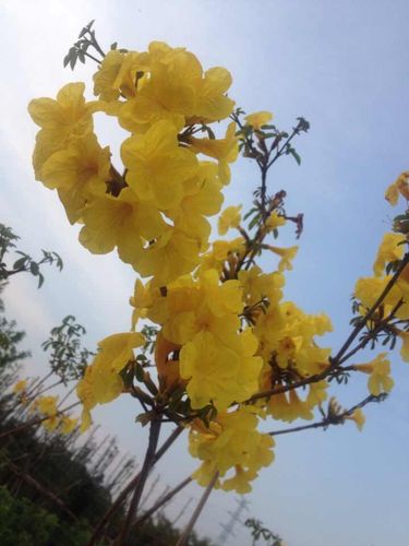 想下载优艳之花？注意这些下载地址的安全性问题