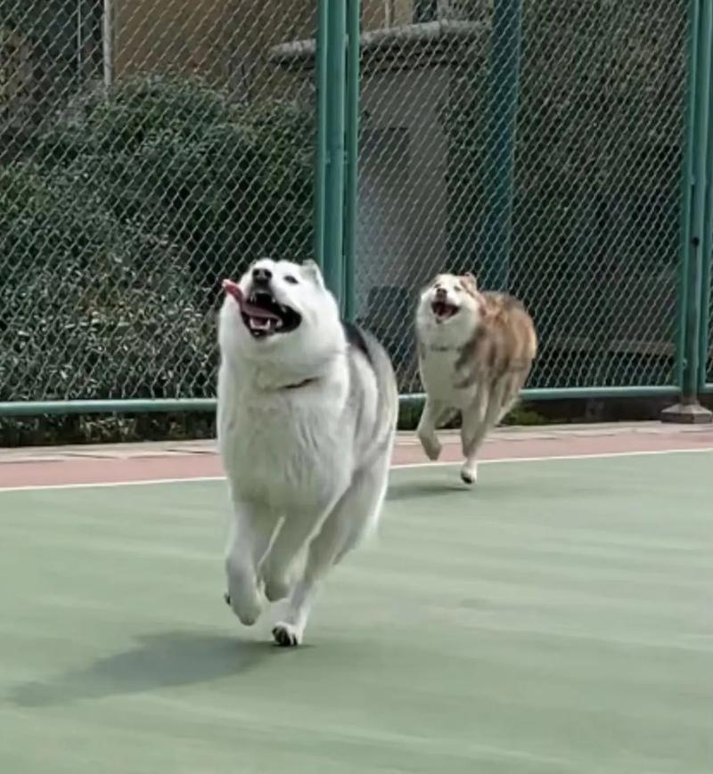 想体验速度与激情？来玩极速哈士奇吧！