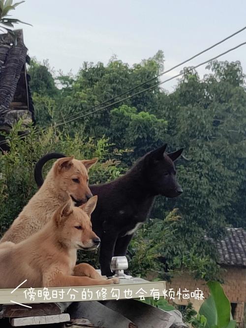 热播剧蜜糖村：带你感受不一样的田园生活