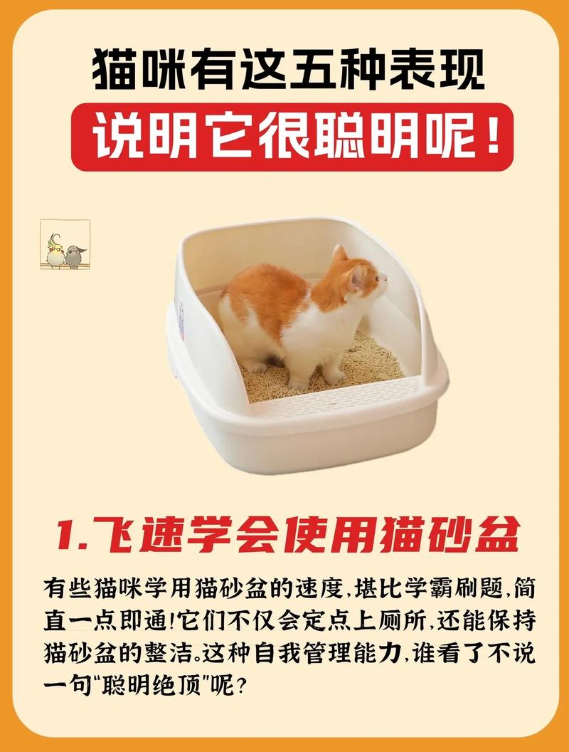 猫猫保龄球：全新玩法，挑战你的反应速度！