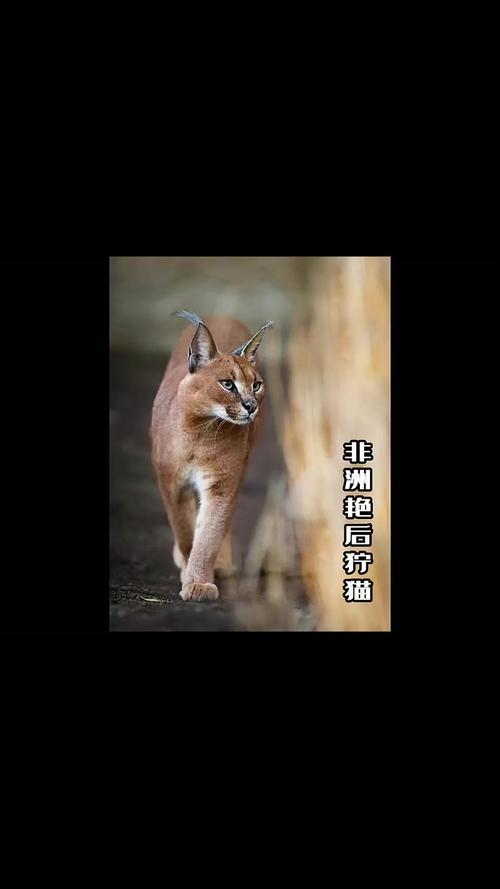 各版本野猫大比拼，哪个版本最让你心动？