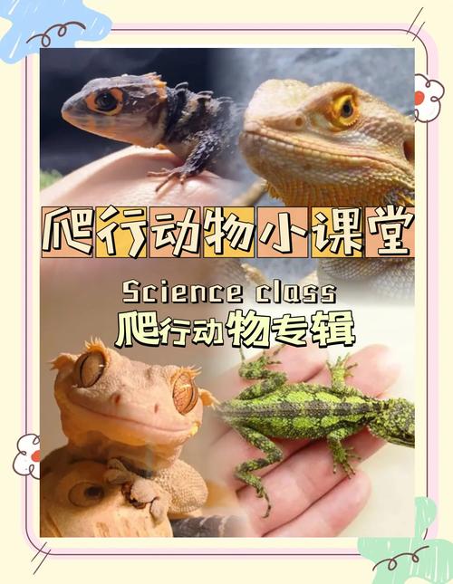 深度体验圣蜥游戏：不一样的游戏乐趣