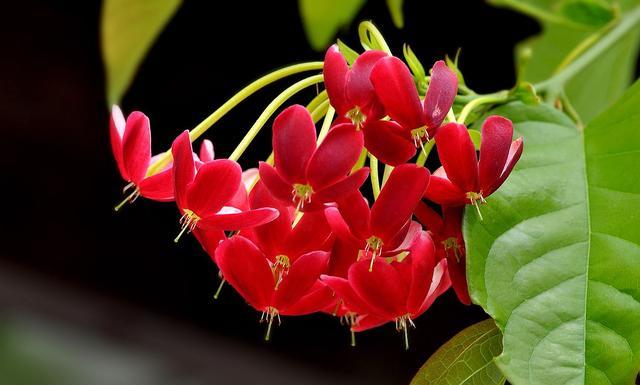 想下载优艳之花？注意这些下载地址的安全性问题