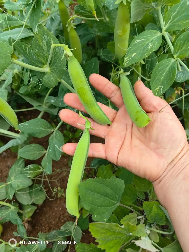 豌豆荚手机助手下载教程:简单几步搞定