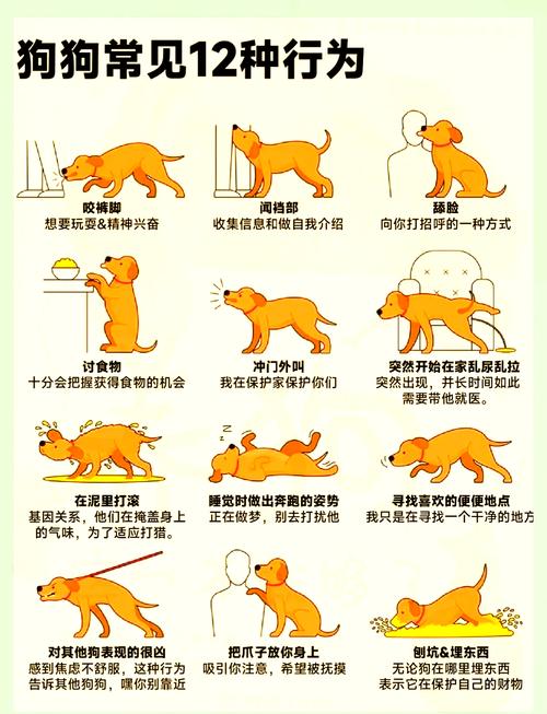 如何玩转狗和骨头游戏?新手通关技巧大公开!