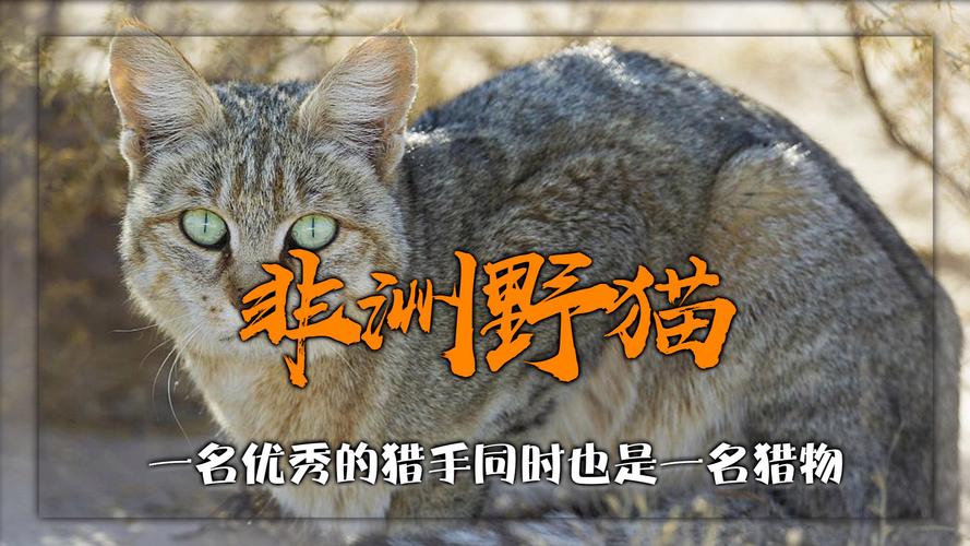 各版本野猫大比拼，哪个版本最让你心动？