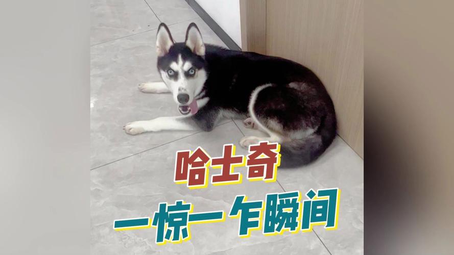 想体验速度与激情？来玩极速哈士奇吧！