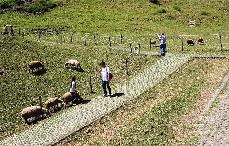 青青草原下载地址大全,找到你想要的版本!