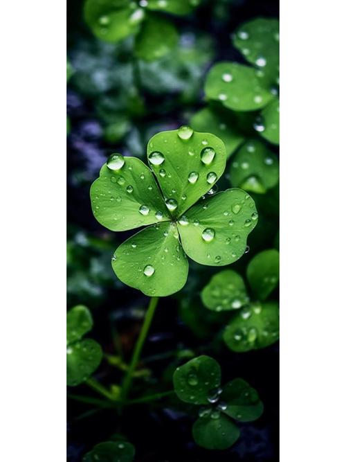 夏色四叶草下载地址大全,安卓手机轻松下载