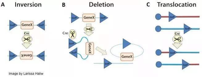 逆转系统官方网站:下载地址及游戏玩法详解
