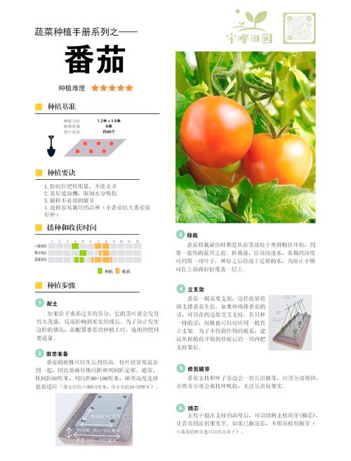 种植圣女果苗床指南:从新手到专家,版本大全助你丰收