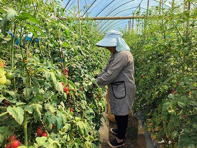 种植圣女果苗床指南:从新手到专家,版本大全助你丰收