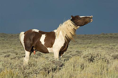 想下载种马V0.11？试试这些简单方法