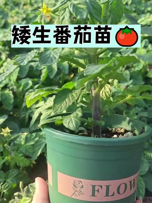 种植圣女果苗床指南:从新手到专家,版本大全助你丰收
