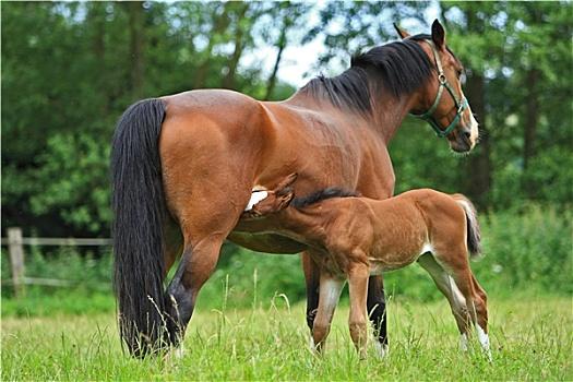 想下载种马V0.11？试试这些简单方法