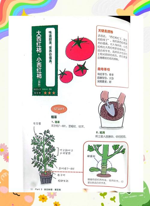 种植圣女果苗床指南:从新手到专家,版本大全助你丰收