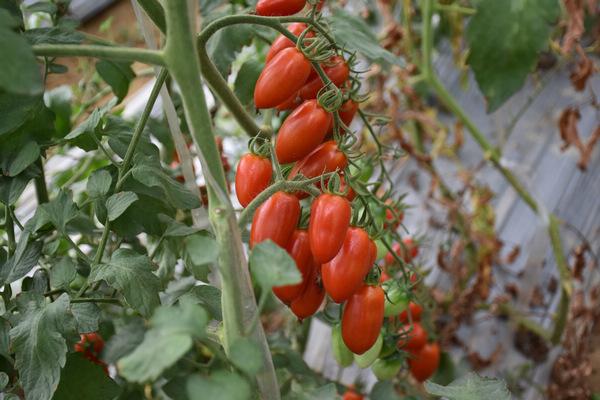 种植圣女果苗床指南:从新手到专家,版本大全助你丰收