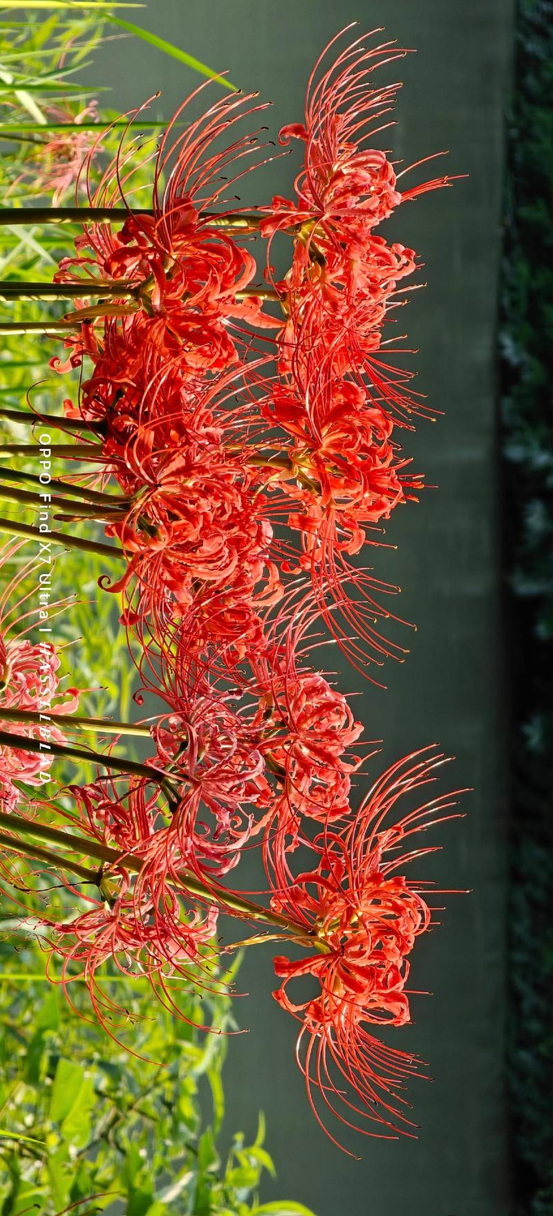 彼岸花全集更新地址，不用会员也能看