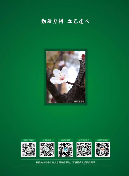 深度复兴安卓汉化：体验精彩大学生活