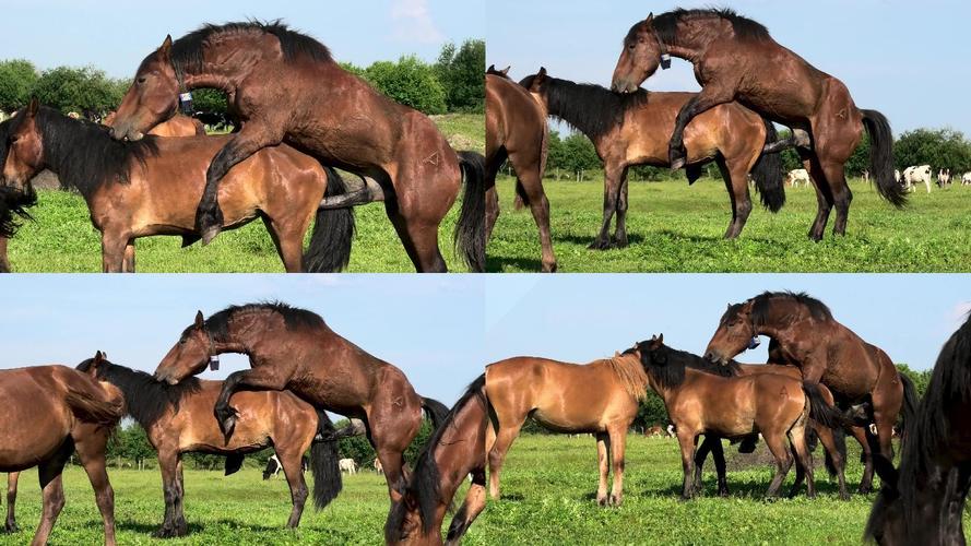 想下载种马V0.11？试试这些简单方法