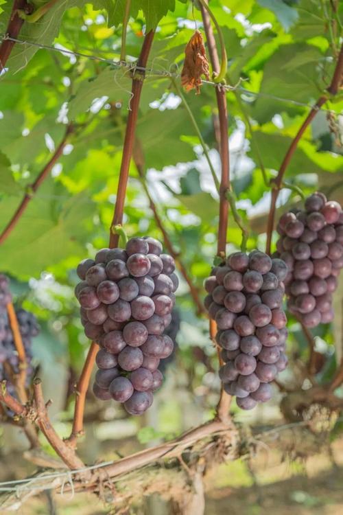 还在找葡萄成熟时更新地址?这里有你要的资源