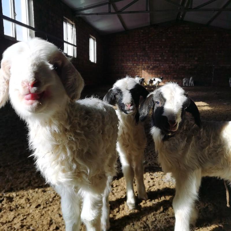 重建内有小羊最新版本是多少?快来下载体验!