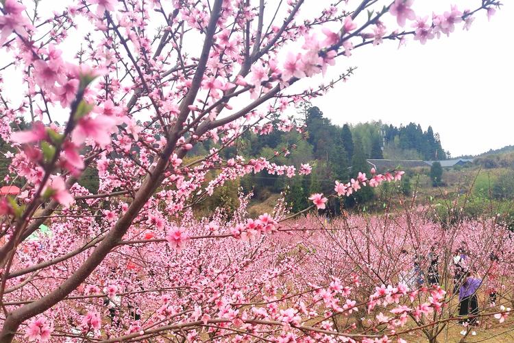 桃花境游戏官网下载-快速下载,开启奇妙仙境之旅