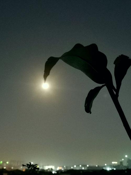 想玩失落的月亮?这里有你想要的全部版本!