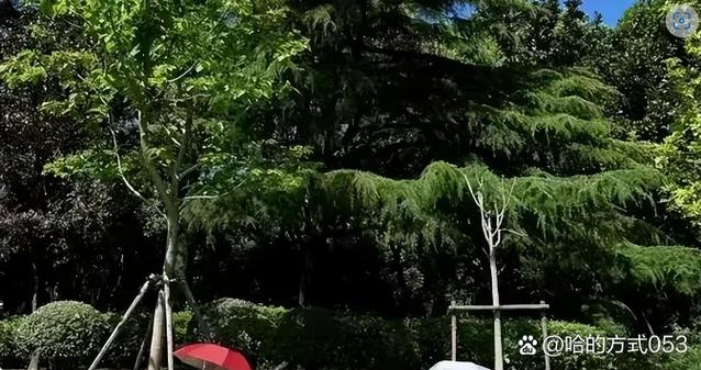 想看激情公园?版本大全助你挑选!