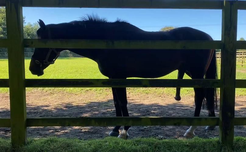 种马V0.11最新更新内容:全新玩法等你来体验