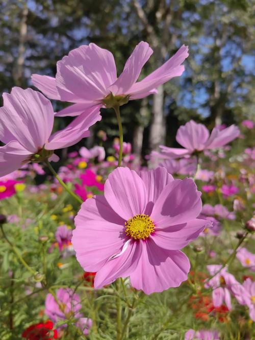 寻找优艳之花更新地址？这里有你想要的最新网址！