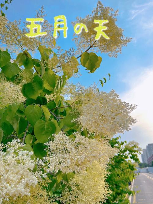 寻找优艳之花更新地址？这里有你想要的最新网址！