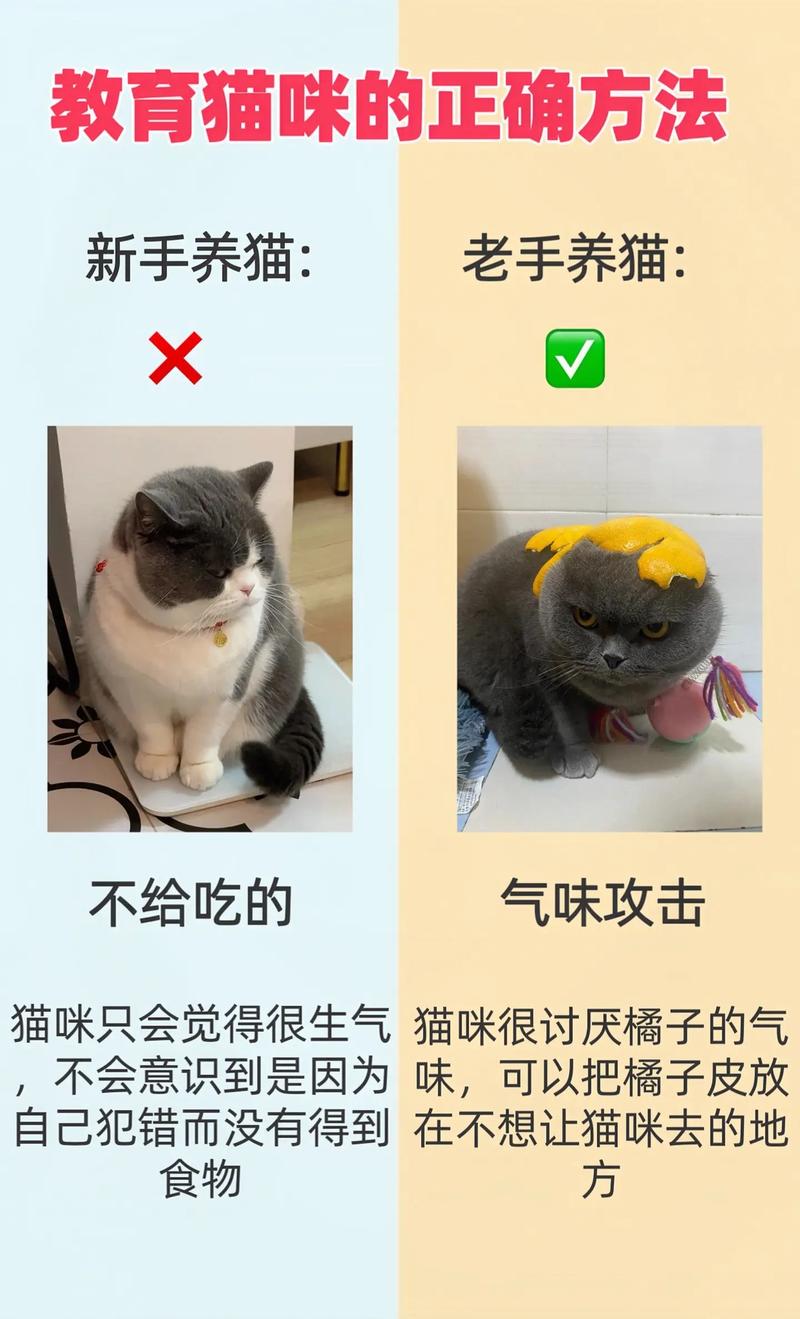 教你轻松下载当你的猫咪,告别下载难题